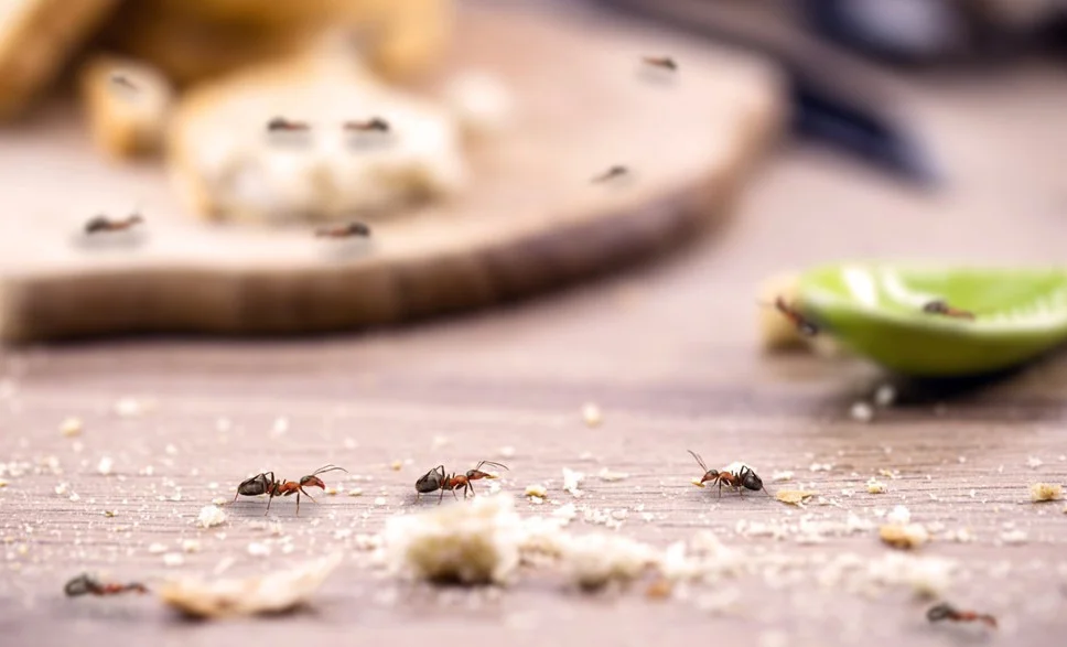 Evde Karınca ve Böcek Sorunu (2026): Kesin Çözümler & Tuzaklar